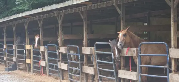 Horses standing in a covered stable area on Horse Stable Road on a recent Greenway ebike rental ride.