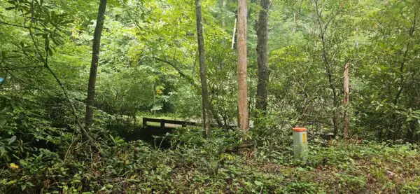Forest scene with trees and small bridge in Pisgah National Forest on a recent Greenway eBike Rental.