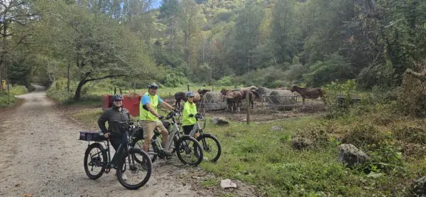 Ride ebikes near Davidson River campground on Horse Stable Road White Pines Road.